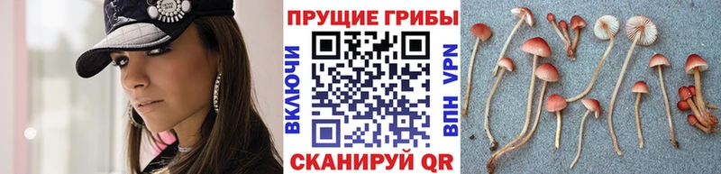 Галлюциногенные грибы прущие грибы  Купить где  Злынка 